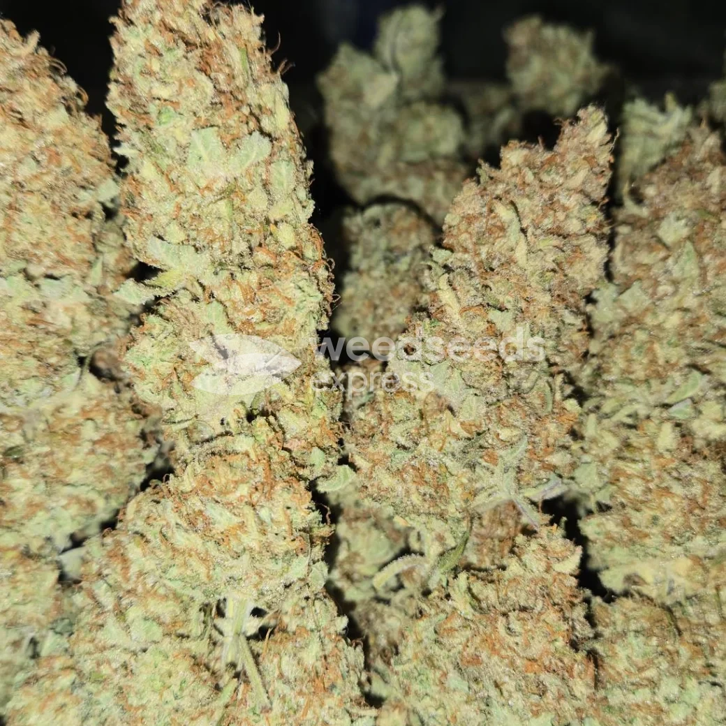 Sleepy Joe OG by WeedSeedsExpress grown by Tropicannibis_Todd